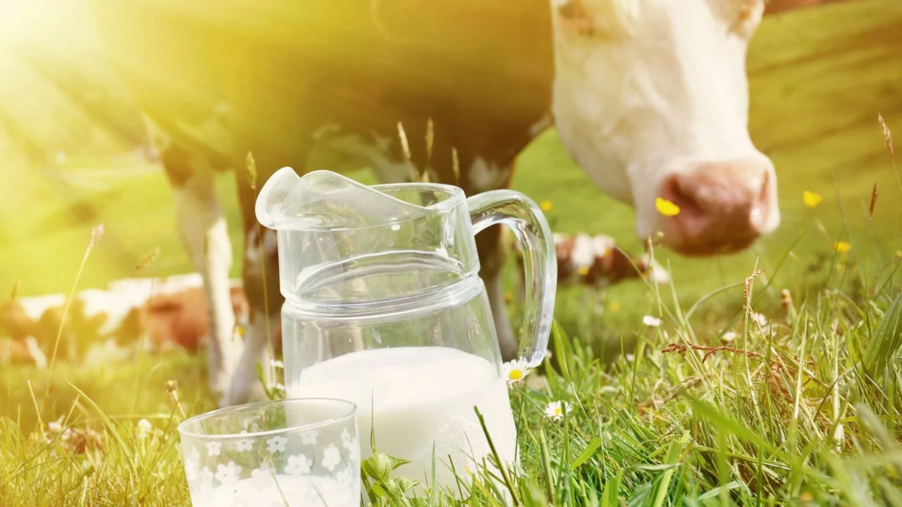 Fotomontage: frische Milch in Glas und Karaffe vor Kuh auf der Weide (Copyright: canva.com)