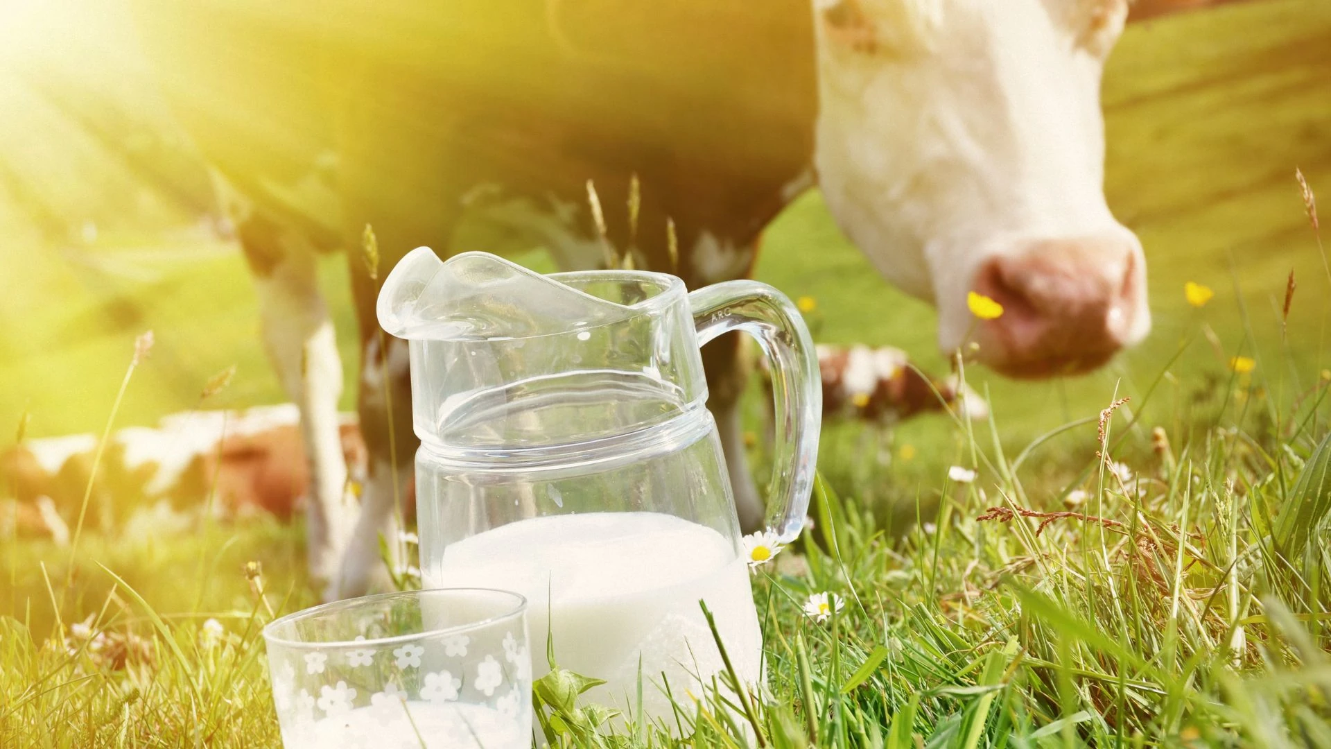 Fotomontage: frische Milch in Glas und Karaffe vor Kuh auf der Weide (Copyright: canva.com)