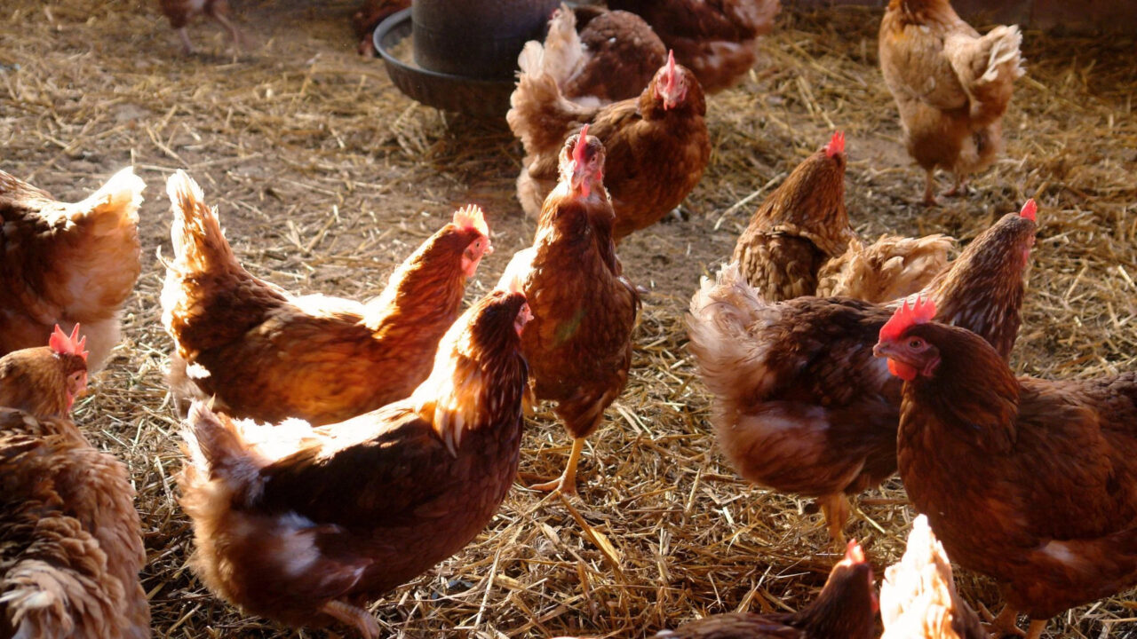 Foto: Legehennen im Stall (Foto: Canva)