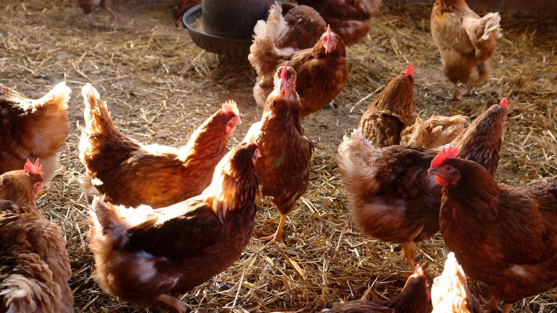 Foto: Legehennen im Stall (Foto: Canva)